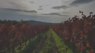 Azienda Vinicola Bruni