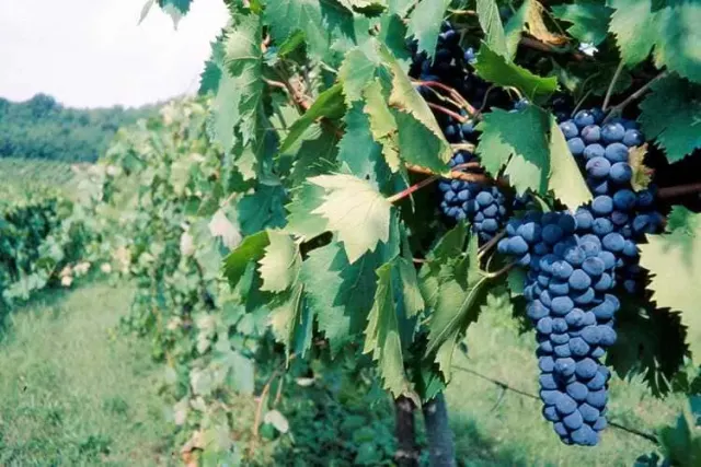 Azienda Vinicola Maremma Alta 2