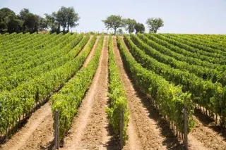 Azienda Vinicola Maremma Alta